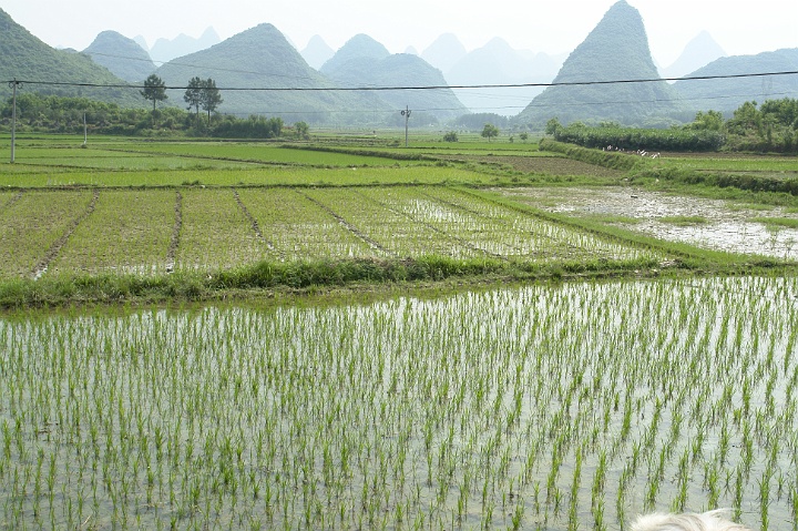 Li River37.JPG